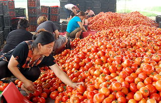 蔬菜價格持續(xù)走低 商務(wù)部監(jiān)測顯示食用農(nóng)產(chǎn)品批發(fā)價連降三周