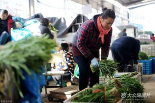 濟(jì)南實(shí)行“雙證制”管理，守護(hù)韭菜安全從源頭抓起